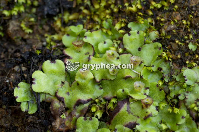 Hépatique - Thalle avec corbeilles à propagules (Açores) - gryphea.com